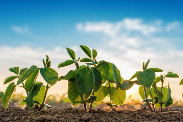 Pioneer announces new soybean seed series